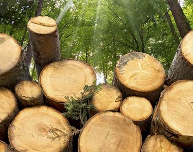 Floresta, a mina de diamantes de Portugal